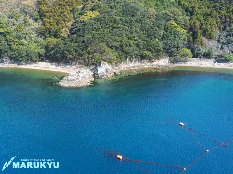 釣り場解説 網干し場 大分県佐伯市鶴見湾内 マルキユー九州 フカセ釣り情報