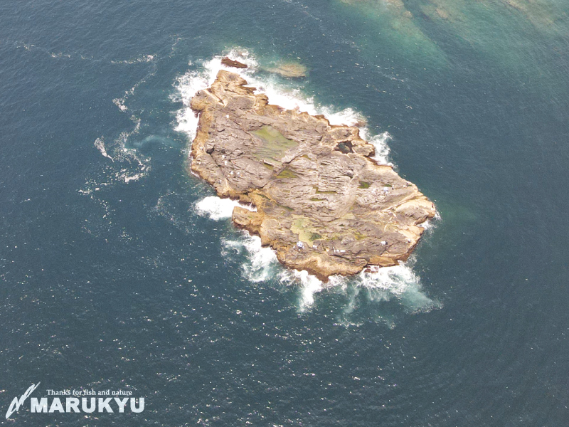 大バエ 宮崎県延岡市北浦 マルキユー九州 フカセ釣り情報