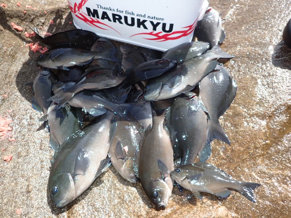 秋磯始動 マキエワークを駆使してグレの数釣り 長崎県上五島有川 マルキユー九州 フカセ釣り情報