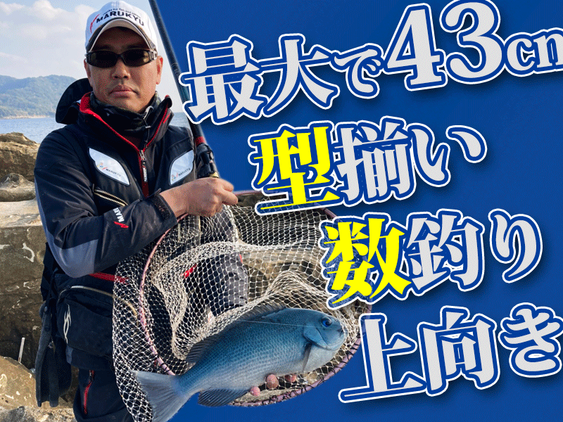 最大で43cm 型揃いの数釣り上向き 長崎県大瀬戸町 マルキユー九州 フカセ釣り情報