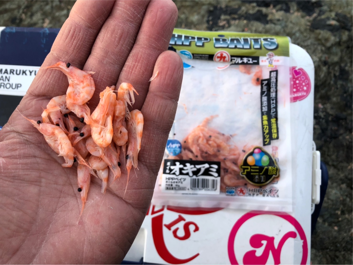 エサ取り多し、「HPP BAITS ボイルオキアミ」で激渋攻略〜大分県米水津 | マルキユー九州 フカセ釣り情報
